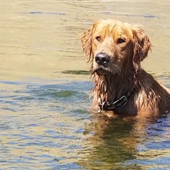 Meet your Posher, Jesse - Picture 2 of 2